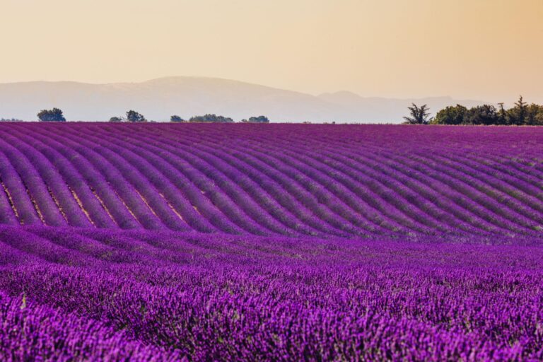 Provence: A Journey Through Lavender Fields and Timeless Villages